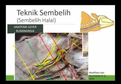 Kementan Gelar Sosialisasi Kurban ASUH, LDII Mimika Ikut Berpartisipasi